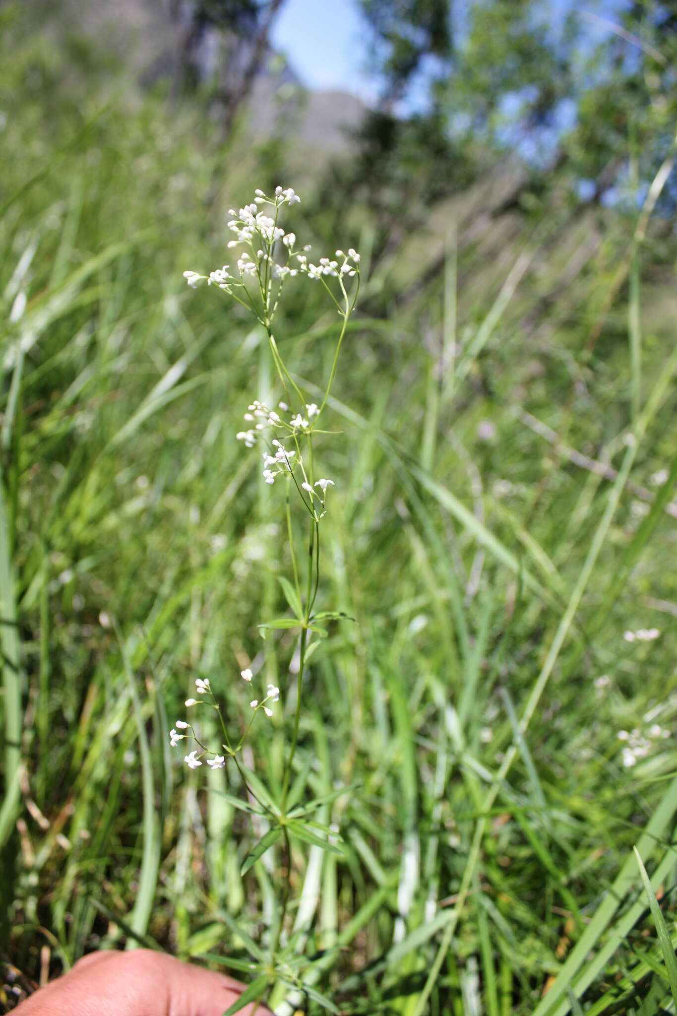 Sivun Galium paniculatum (Bunge) Pobed. kuva