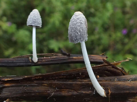 Image of Coprinopsis urticicola (Berk. & Broome) Redhead, Vilgalys & Moncalvo 2001