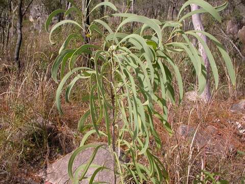 Imagem de Persoonia falcata R. Br.