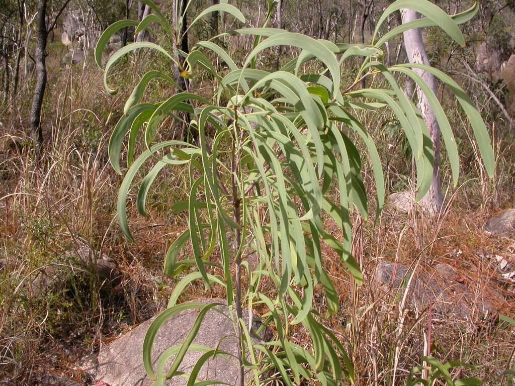 Image of Persoonia falcata R. Br.