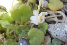 Image of Cymbalaria microcalyx subsp. microcalyx