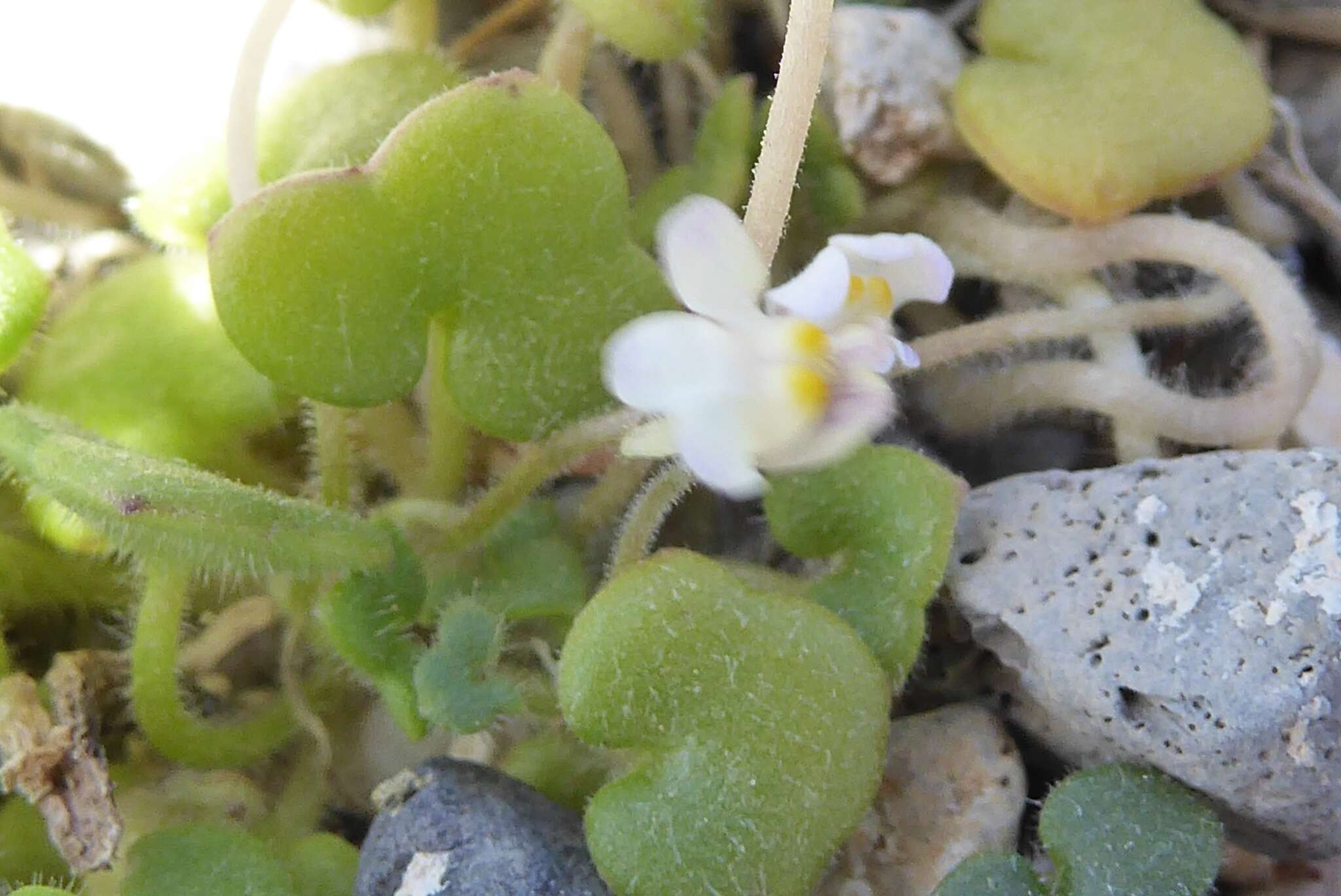 Image of Cymbalaria microcalyx subsp. microcalyx