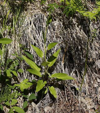 Image of Saussurea pseudotilesii Lipsch.