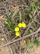 Image of Yellow geiger