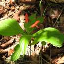 Image of Belize sage