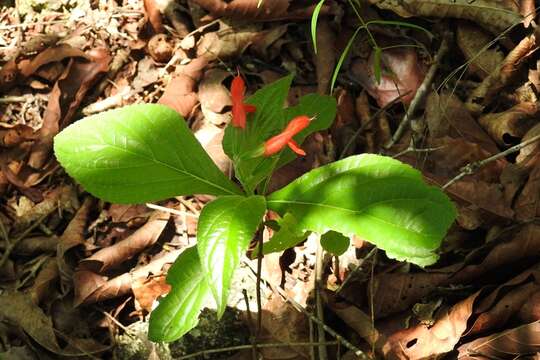 Imagem de Salvia pansamalensis Donn. Sm.