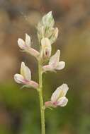 Image de Oxytropis aulieatensis Vved.