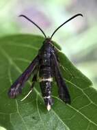 Image of The Boneset Borer