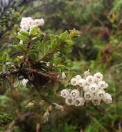 Image de Gaultheria foliolosa Benth.