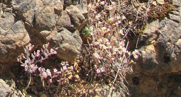 Image of Sedum mucizonia