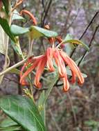 Image of Grevillea oxyantha subsp. oxyantha