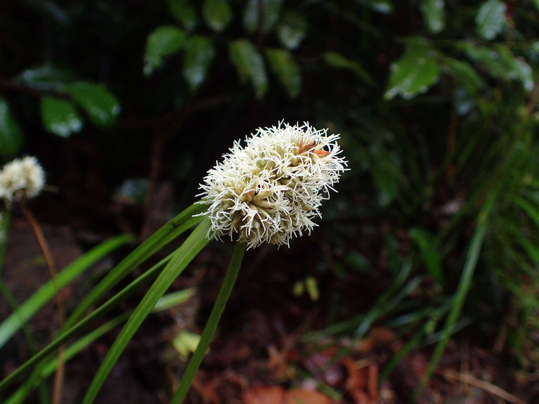 Imagem de Rhynchospora cephalotes (L.) Vahl