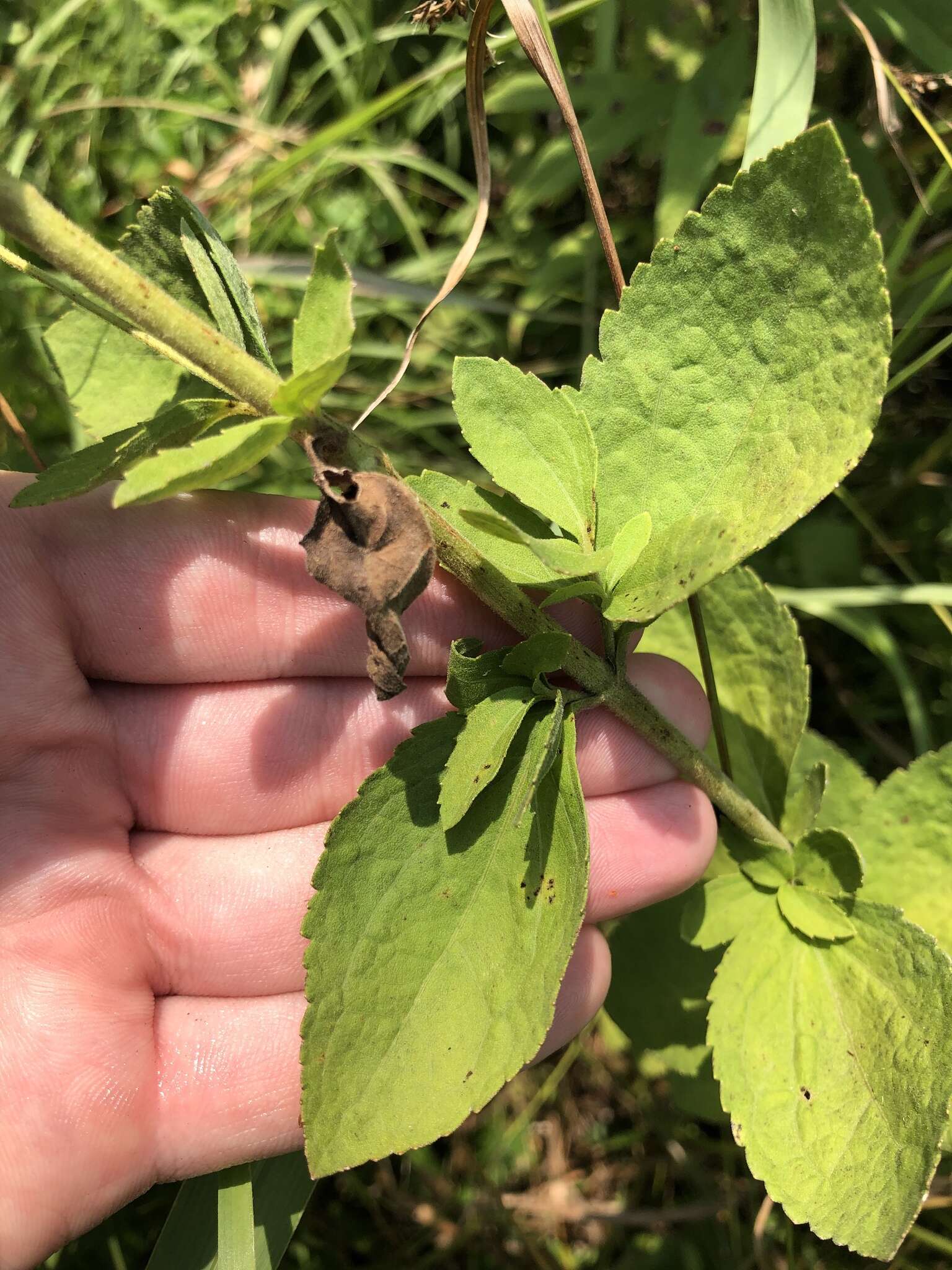 Eupatorium rotundifolium var. scabridum (Ell.) A. Gray的圖片