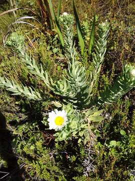 Imagem de Osmitopsis asteriscoides (L.) C. F. Less.