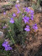 Image of Gairdner's beardtongue