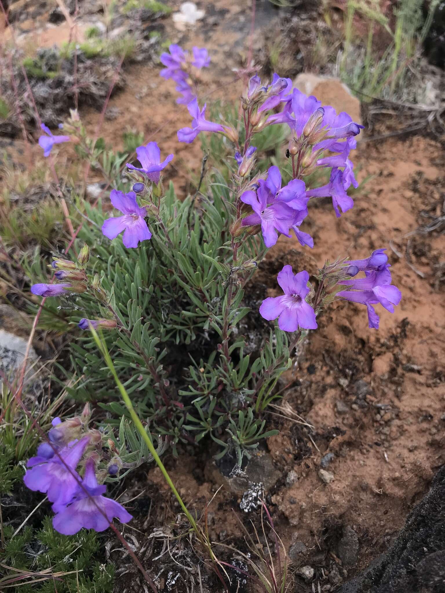 Image of Gairdner's beardtongue