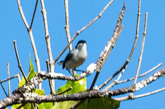 Image of Polioptila plumbea atricapilla (Swainson 1831)