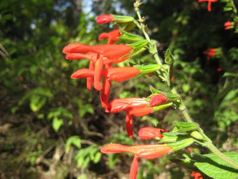 Image of Salvia gesneriiflora Lindl. & Paxton