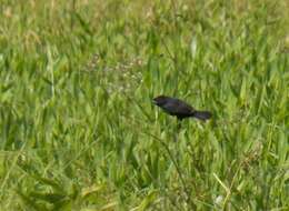 Sporophila corvina corvina (Sclater & PL 1860) resmi