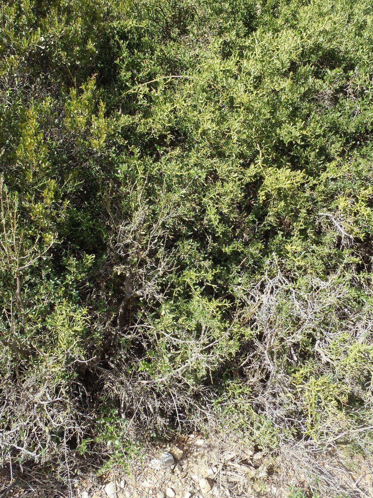 Image of Solanum guineense