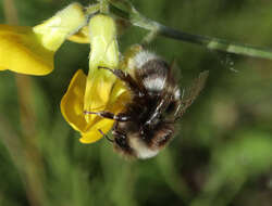 Image of Bombus soroeensis (Fabricius 1776)