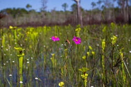 صورة Coreopsis nudata Nutt.