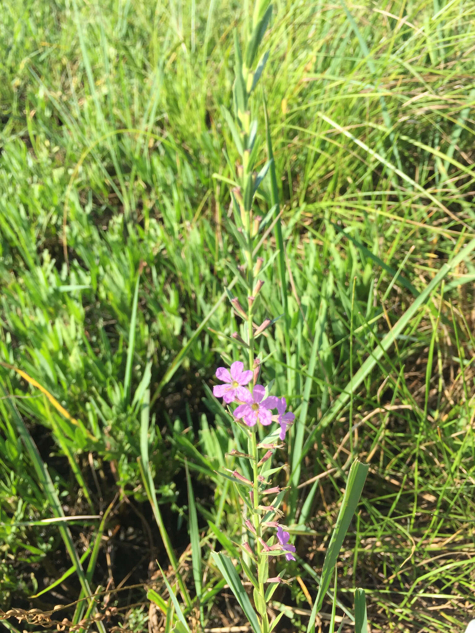 Plancia ëd Lythrum californicum Torr. & Gray