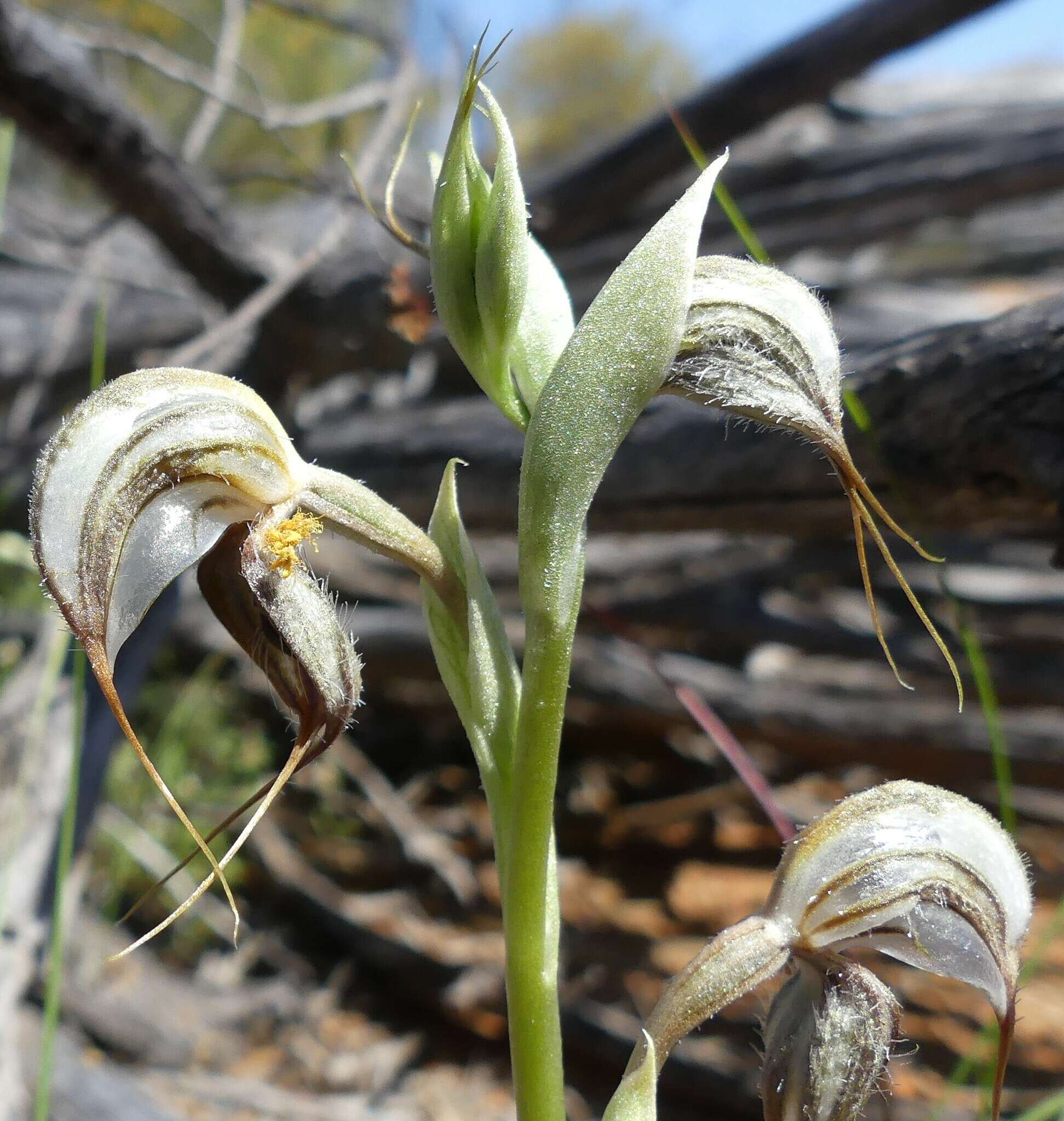 Image of Pterostylis spathulata M. A. Clem.