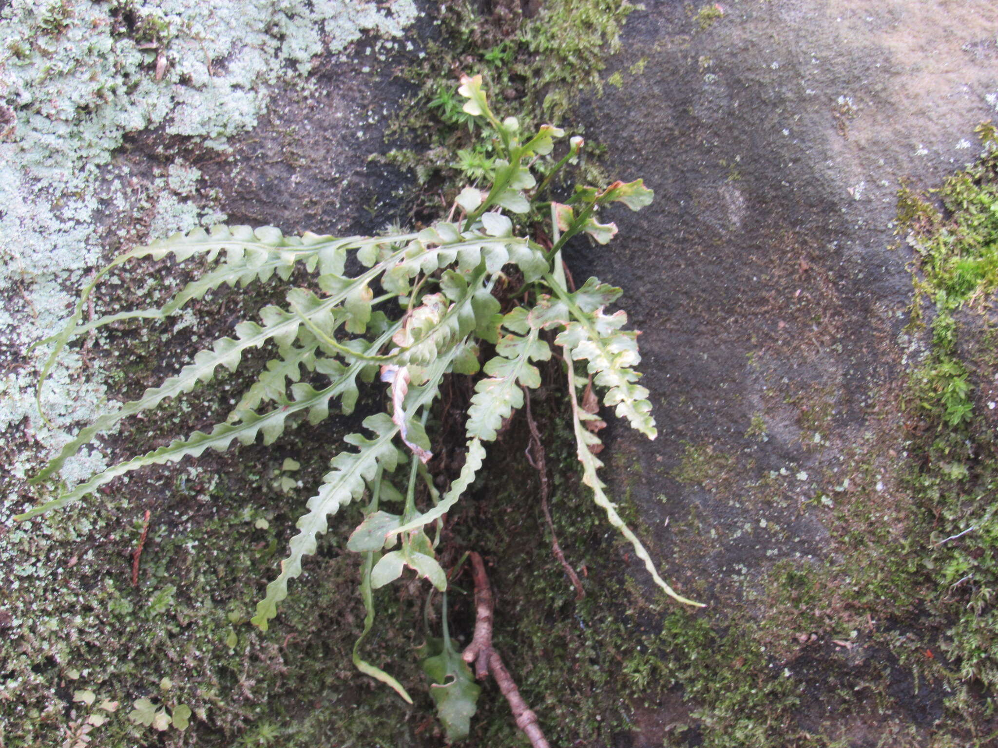 Plancia ëd Asplenium pinnatifidum Nutt.