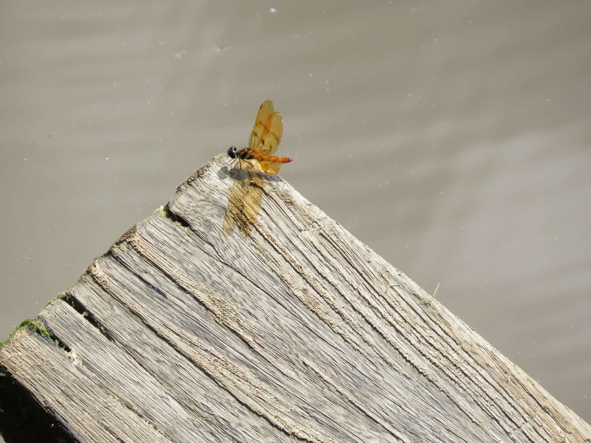 Image of Perithemis lais (Perty 1834)