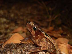 Image of Rhinella sternosignata (Günther 1858)