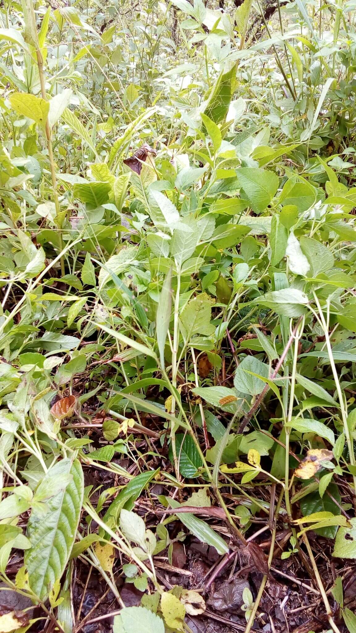 Plancia ëd Cyrtococcum patens var. latifolium (Honda) Ohwi