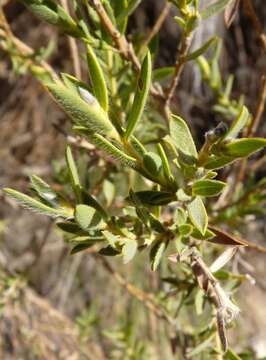 Image of <i>Liparia racemosa</i>