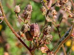 Image of Hermannia prismatocarpa E. Mey.