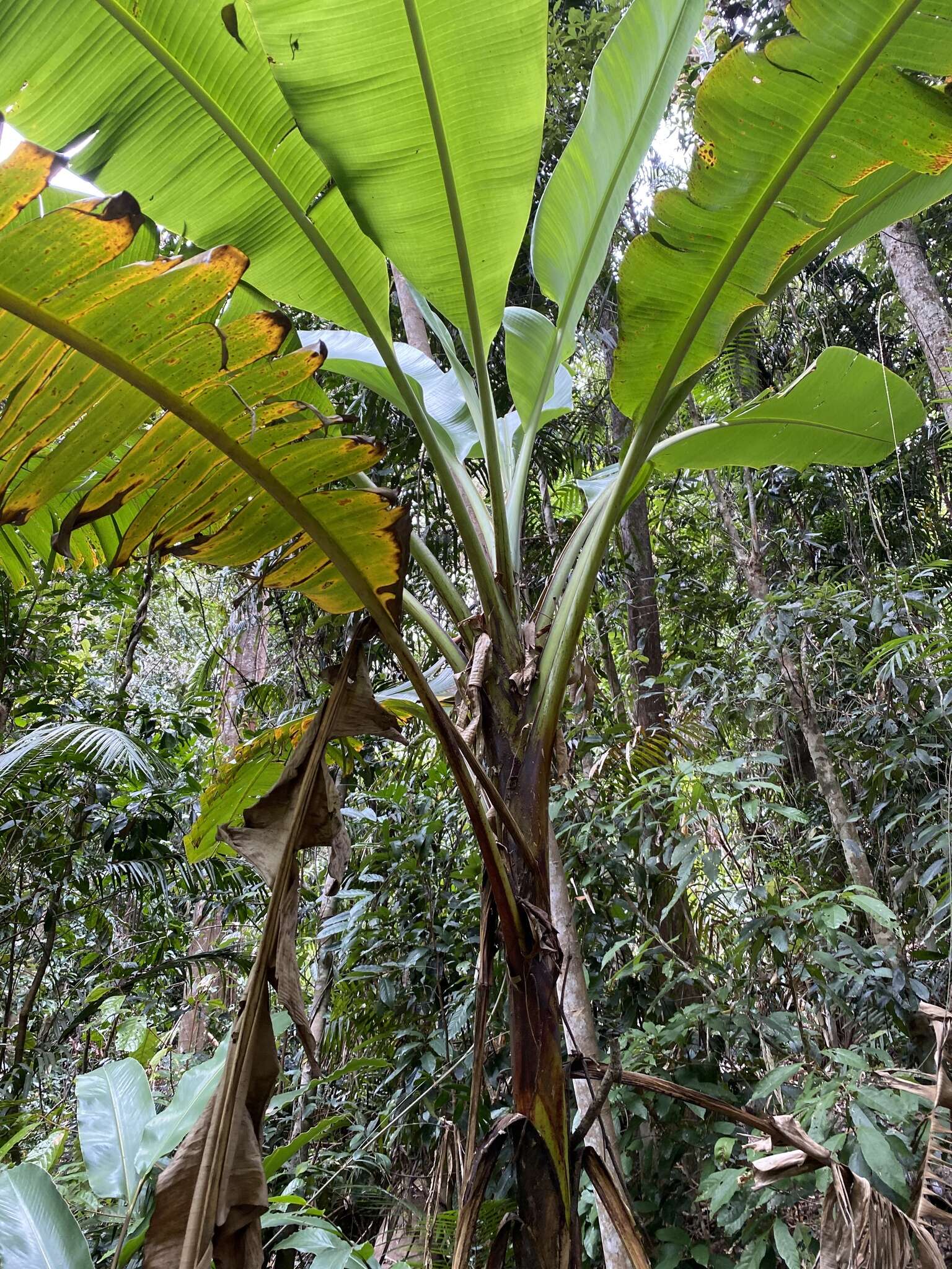 Image of Musa banksii F. Muell.