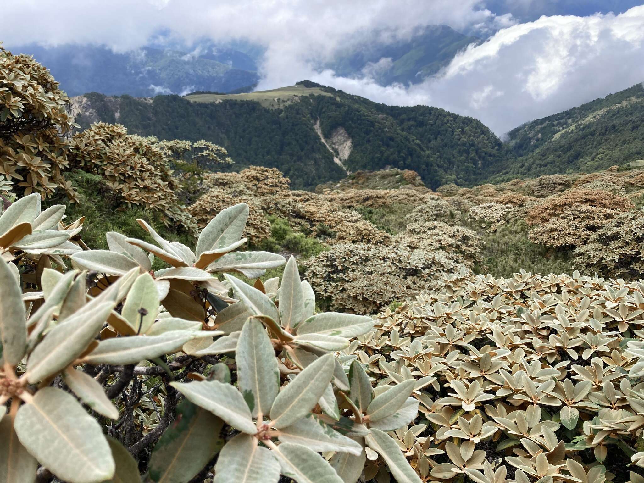 صورة Rhododendron hyperythrum Hayata