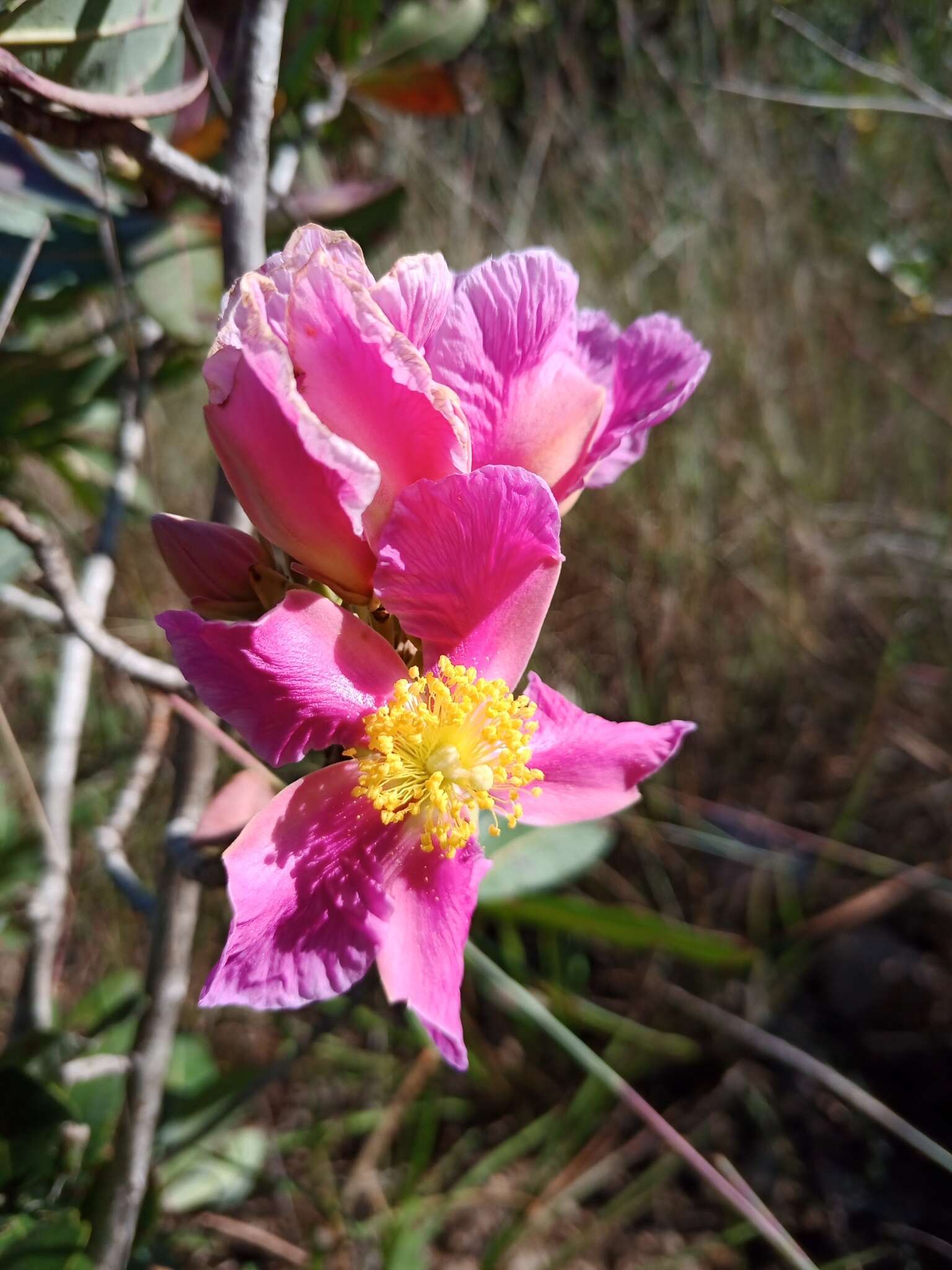 Image of Kielmeyera rubriflora Cambess.