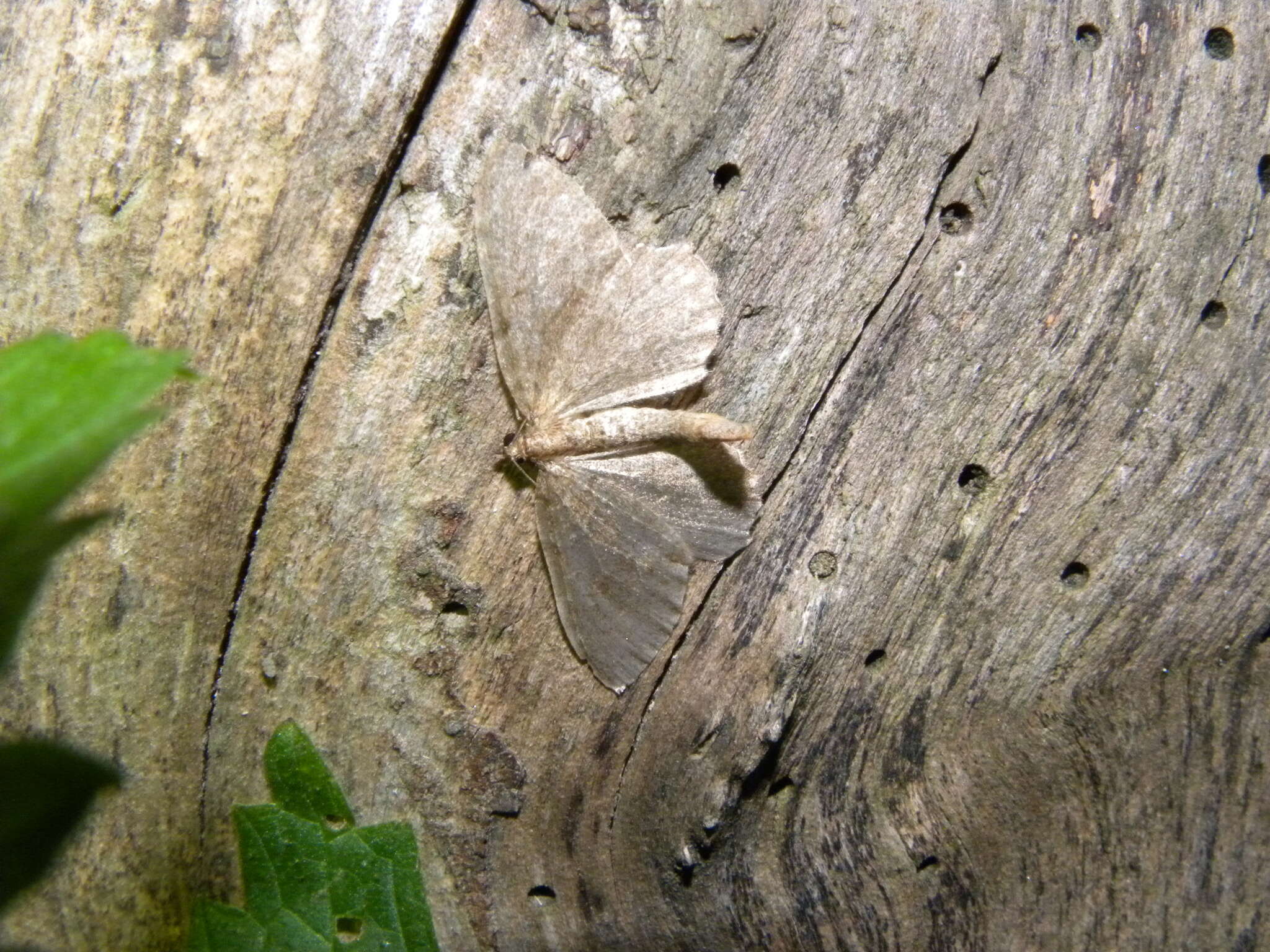 Image of brown scallop