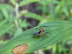Image of Hypaeus