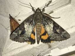 Image of Little Nymph Underwing