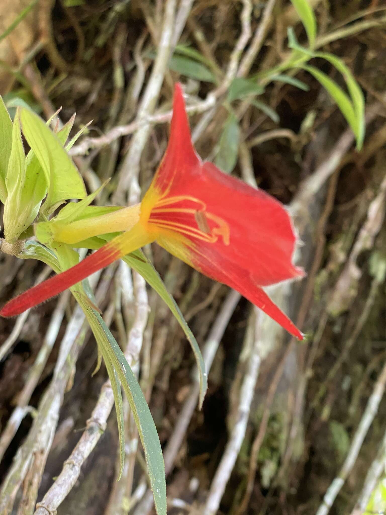 Image de Columnea nicaraguensis Oerst.