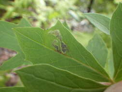 Image of Liriomyza orilliensis Spencer 1969