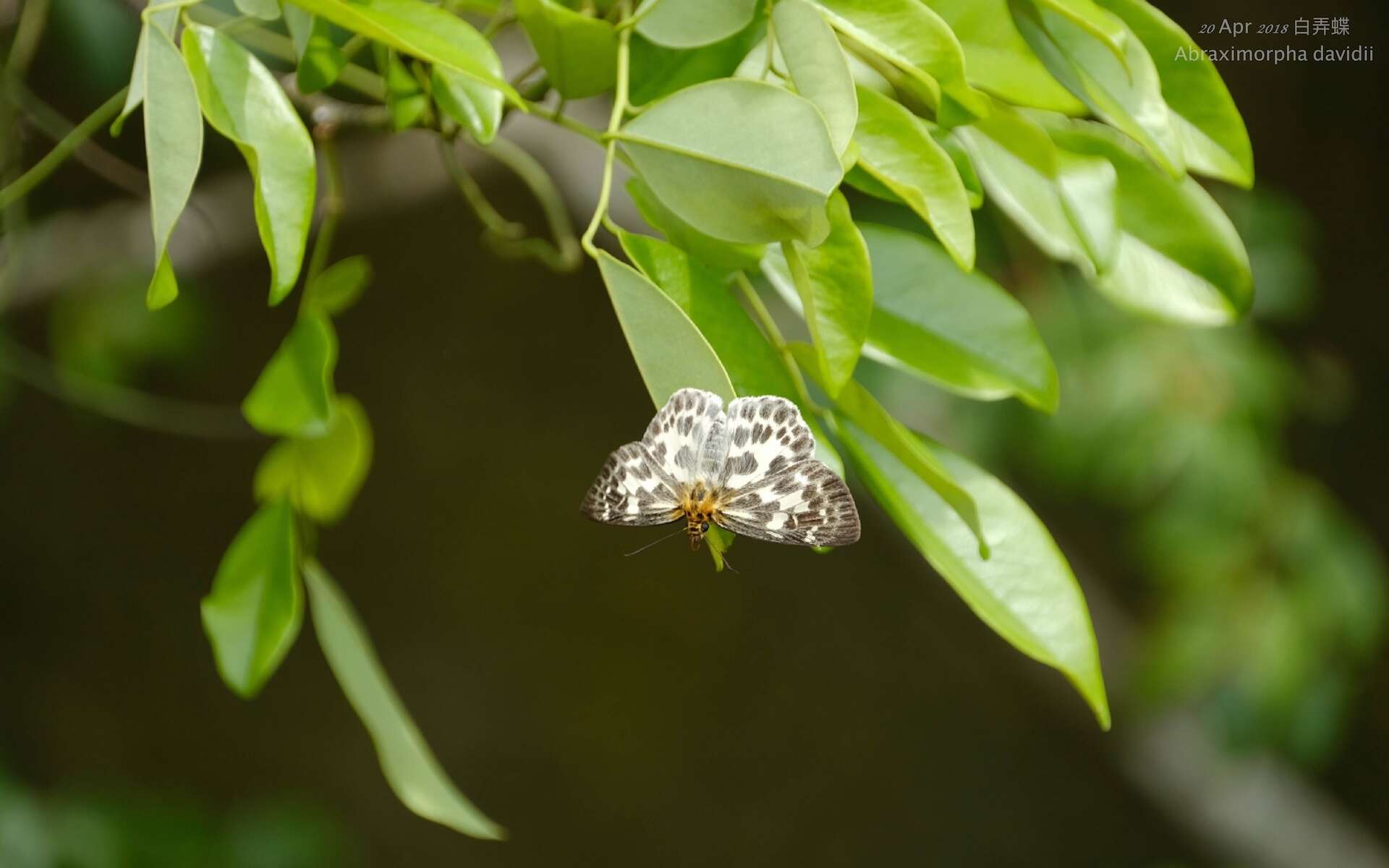 Image of Abraximorpha davidii Mabille 1876