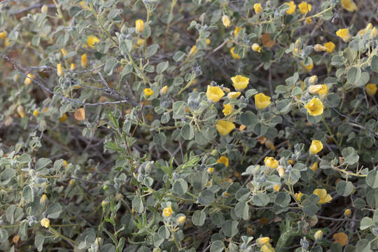 Image of Abutilon halophilum F. Müll.