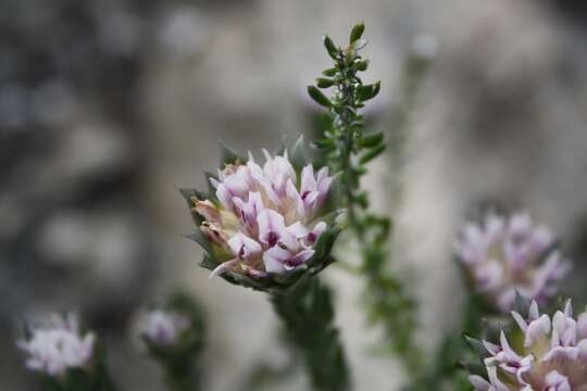 Image of Amphithalea sericea Schltr.