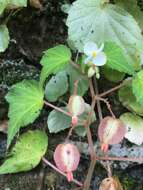 Image of Begonia wallichiana Lehm.