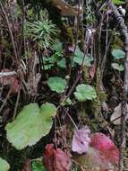 Image of Heuchera longipetala var. orizabensis (Hemsl.) R. A. Folk