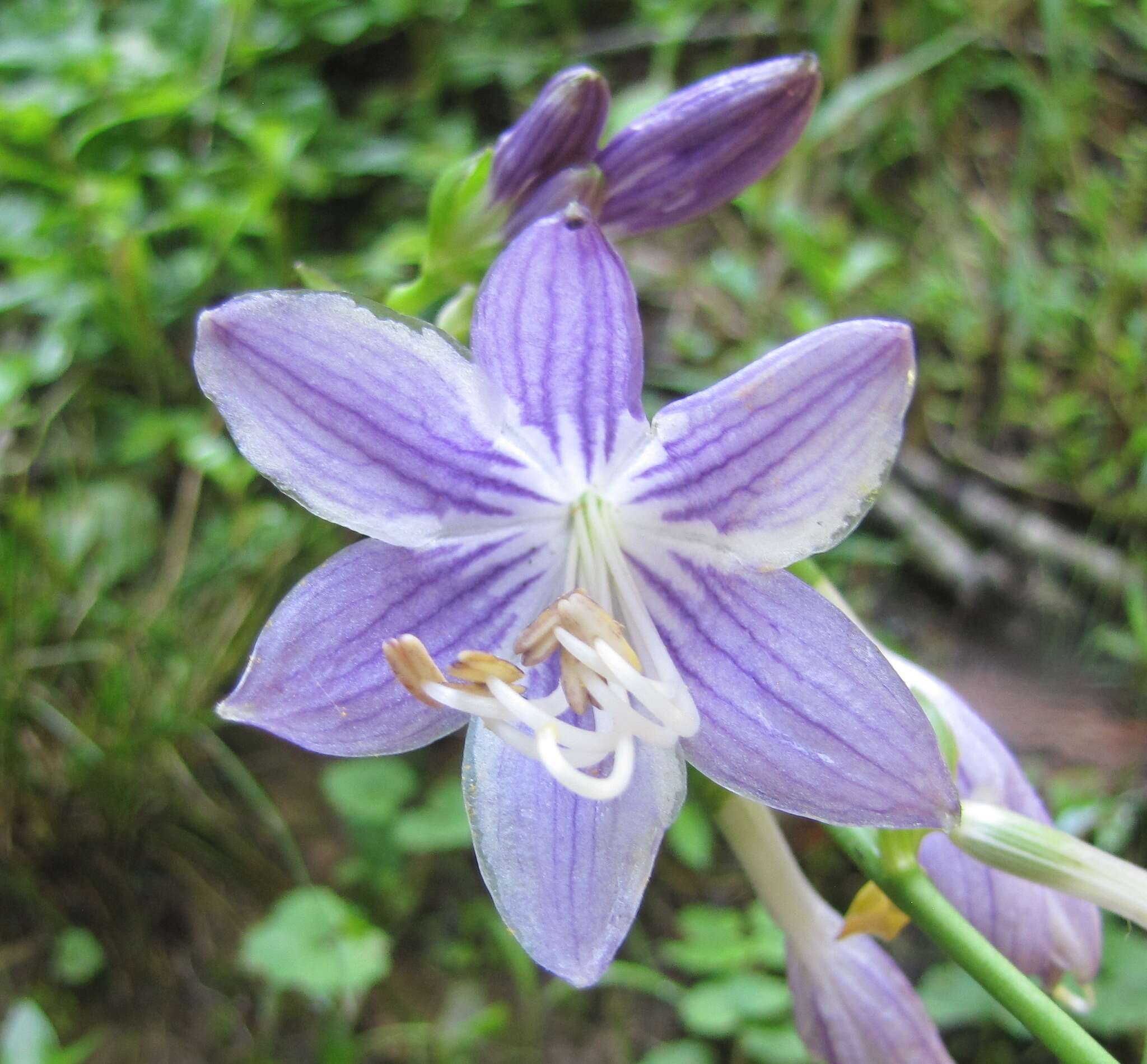 Imagem de Hosta ventricosa Stearn