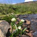 Image de Ornithogalum diphyllum Baker