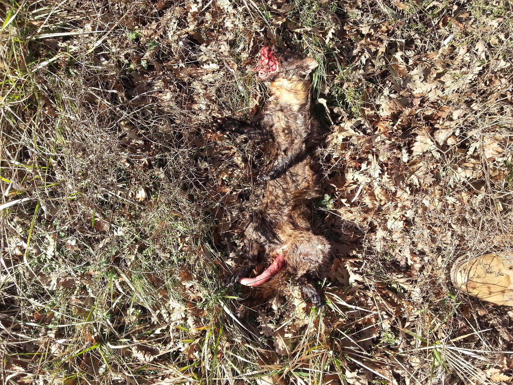 Image of European Pine Marten